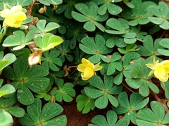 Chamaecrista kunthiana