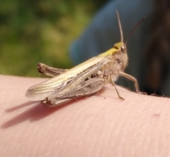 Chorthippus brunneus