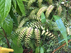 Adiantum villosum