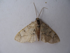 Iridopsis larvaria