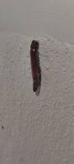 Lymexyloidea