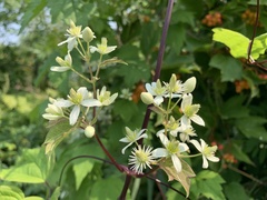 Clematis virginiana