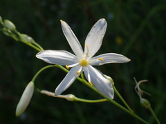 Anthericum liliago