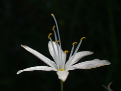 Anthericum liliago