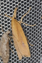 Schoenobius gigantella