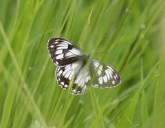 Melanargia