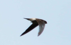Aerodramus brevirostris