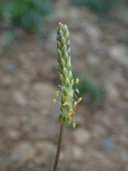 Plantago maritima serpentina