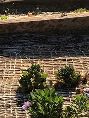 Masticophis lateralis lateralis