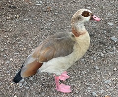 Alopochen aegyptiaca