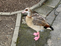 Alopochen aegyptiaca