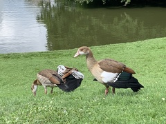 Alopochen aegyptiaca