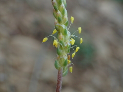 Plantago maritima serpentina