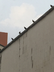 Aves