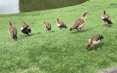 Alopochen aegyptiaca