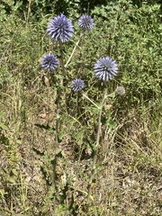 Echinops siculus