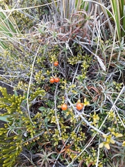 Coprosma pseudocuneata