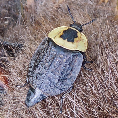 American Carrion Beetle photo 3