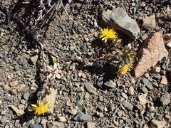 Cuspidia cernua annua