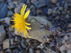 Cuspidia cernua annua
