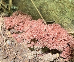 Ramaria araiospora