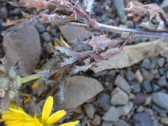 Cuspidia cernua annua