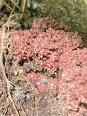 Ramaria araiospora