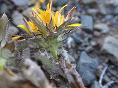 Cuspidia cernua annua
