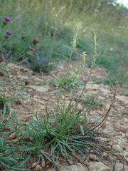 Plantago maritima serpentina