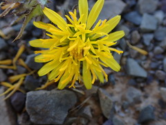 Cuspidia cernua annua