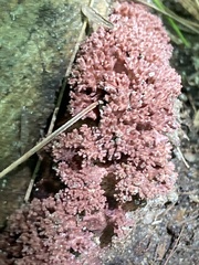 Ramaria araiospora