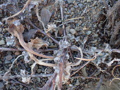 Cuspidia cernua annua