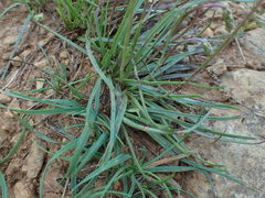 Plantago maritima serpentina