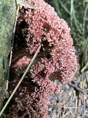 Ramaria araiospora