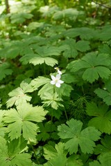 Anemonastrum baicalense