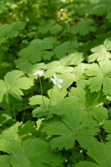 Anemonastrum baicalense