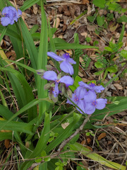 Tradescantia occidentalis