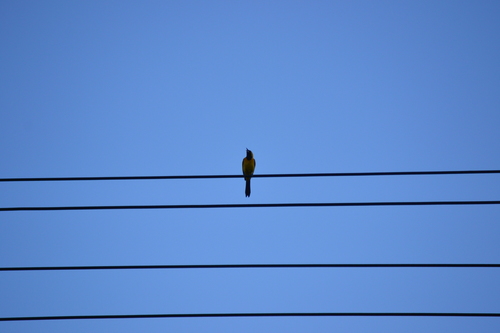 photo of Hooded Oriole (Icterus cucullatus)