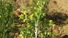 Euryops multifidus