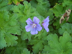 Geranium renardii