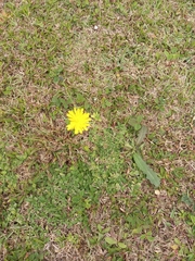 Hypochaeris radicata