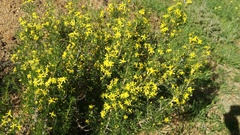 Euryops multifidus