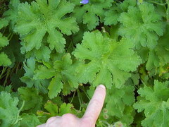 Geranium renardii