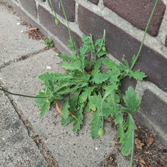Papaver