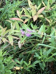 Decodon