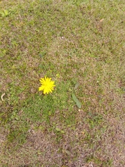 Hypochaeris radicata