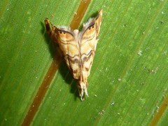 Glaucocharis selenaea