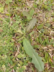 Hypochaeris radicata