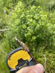Limenitis arthemis astyanax