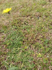 Hypochaeris radicata